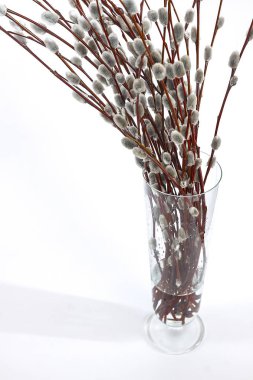 beyaz zemin üzerinde bir Vazoda Çiçekler willow kulaklı dallarında