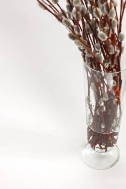 beyaz zemin üzerinde bir Vazoda Çiçekler willow kulaklı dallarında