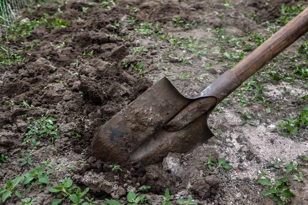 Bir kadın eli bir kürekle toprak ve toprak seven. Yakın çekim, Conce