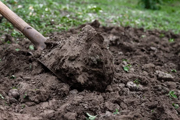Bir kadın eli bir kürekle toprak ve toprak seven. Yakın çekim, Conce