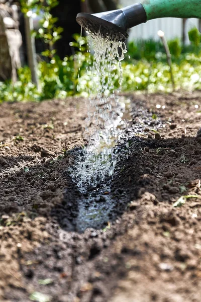 Innaffia il terreno dalla lattina di irrigazione. Primo piano, concetto giardinaggio — Foto Stock