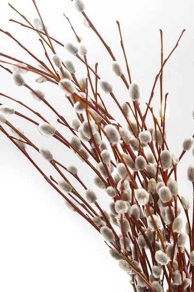 分支机构和孤立的白色背景上的柳树花束 — 图库照片