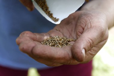 Fasulye tohumları toprak, closeup dikim el