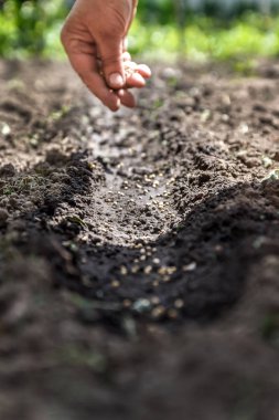 toprağa bir tohum Ekim yardım