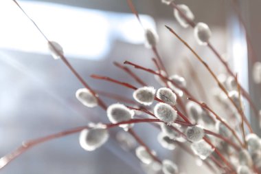 Söğüt kürk ağaçları gün ışığında bulanık, yakın plan, eski tarz.