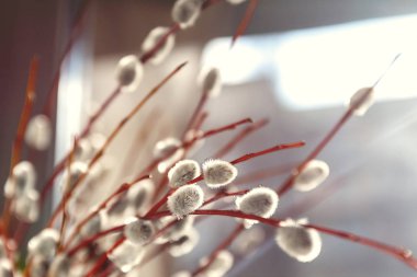 Söğüt kürk ağaçları gün ışığında bulanık, yakın plan, eski tarz.