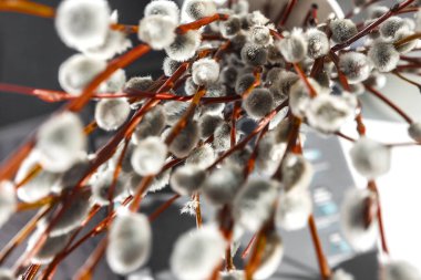 Söğüt kürk ağaçları gün ışığında bulanık, yakın plan, eski tarz.