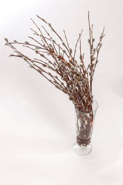 beyaz zemin üzerinde bir Vazoda Çiçekler willow kulaklı dallarında