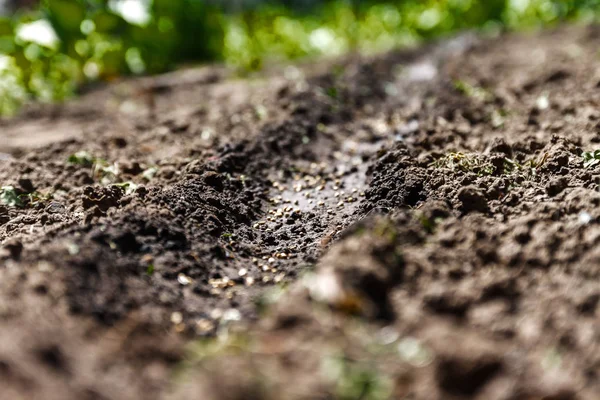 Sådda frön i marken, i perspektiv och oskärpa — Stockfoto