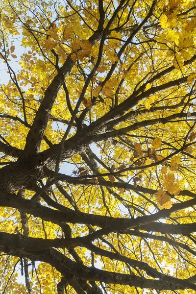Onderste weergave op een veelkleurige bladeren op de herfst bomen in de — Stockfoto