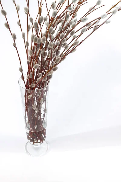 beyaz zemin üzerinde bir Vazoda Çiçekler willow kulaklı dallarında