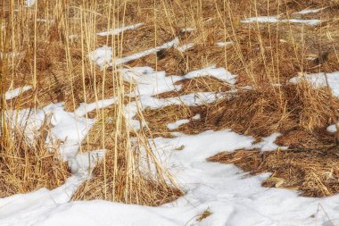 Kış güneşli manzara, Ukrayna ormanda gölde görünümünü