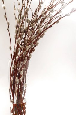 beyaz zemin üzerinde bir Vazoda Çiçekler willow kulaklı dallarında