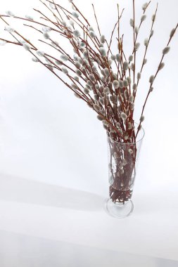 beyaz zemin üzerinde bir Vazoda Çiçekler willow kulaklı dallarında