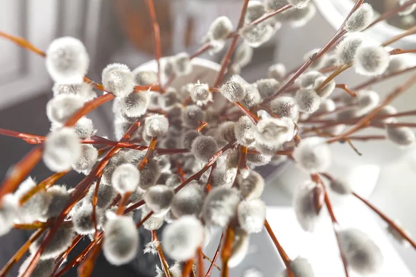 Söğüt kürk ağaçları gün ışığında bulanık, yakın plan, eski tarz.