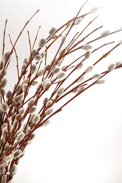 分支机构和孤立的白色背景上的柳树花束 — 图库照片