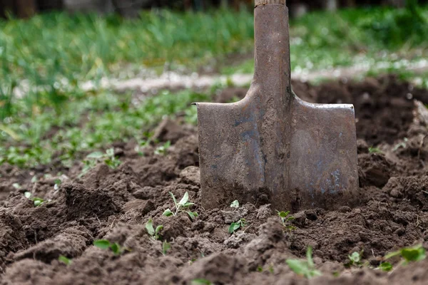 Bir kadın eli bir kürekle toprak ve toprak seven. Yakın çekim, Conce