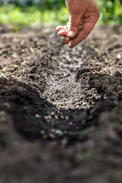 toprağa bir tohum Ekim yardım