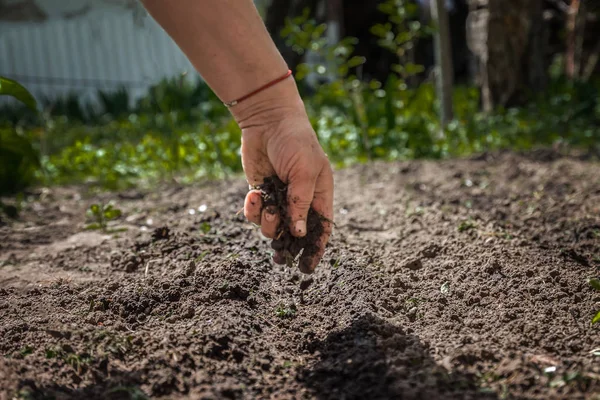 The hand of an elderly woman pours the earth on sowing. The conc