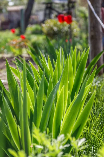 Feuilles vertes dans le jardin au soleil au printemps — Photo