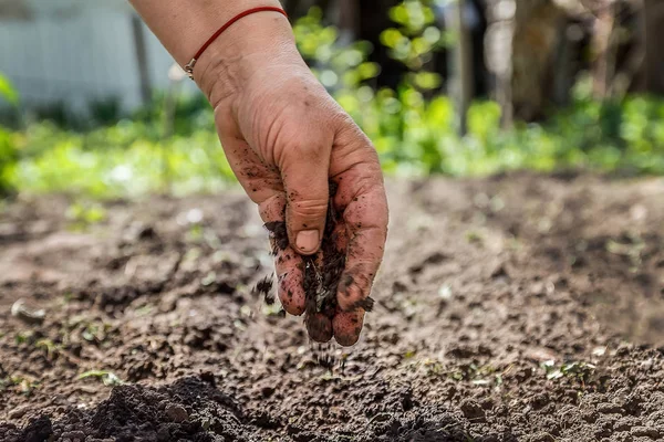 The hand of an elderly woman pours the earth on sowing. The conc