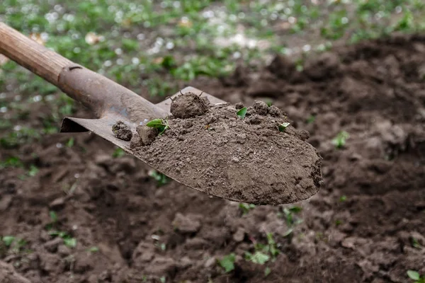 La mano di una donna scava terra e terra con una pala. Primo piano, Conce — Foto Stock