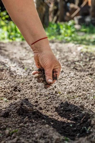 The hand of an elderly woman pours the earth on sowing. The conc