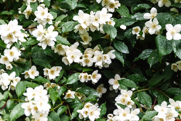 Close up blooming jasmine flower on bush in garden, selected foc — Stock Photo, Image