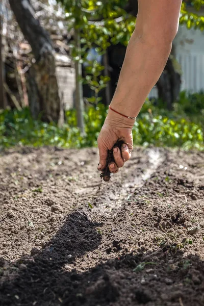 La mano di una donna anziana versa la terra sulla semina. La Commissione ha — Foto Stock