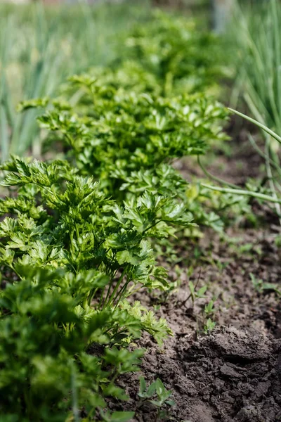 Petroselinum crispum - lockigt persilja på marken närbild — Stockfoto