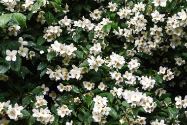 çiçek Yasemin çiçeği yılında foc Bahçe, seçilen Bush kadar kapatın