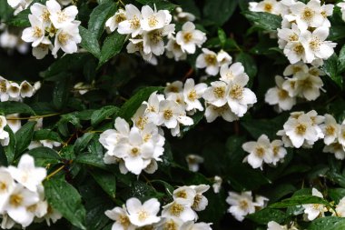 çiçek Yasemin çiçeği yılında foc Bahçe, seçilen Bush kadar kapatın