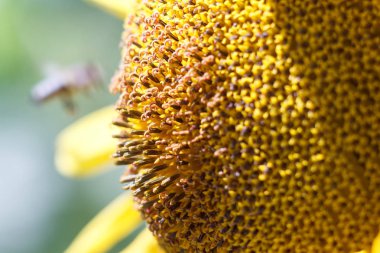 Arı nektarı ayçiçeği bir çiçek üzerinde turuncu bulanık ba toplar