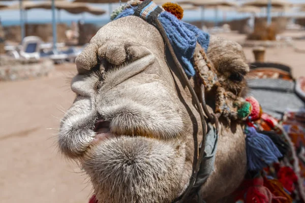 Cabeza del camello con los ojos abiertos, primer plano, retrato, Egipto.Es — Foto de Stock