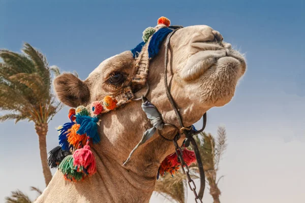 Tête de chameau aux yeux ouverts, gros plan, portrait, Égypte. — Photo