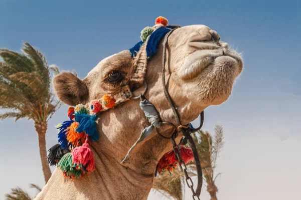 Głowa wielbłąda z otwartymi oczami, zbliżenie, portret, Egypt.It s — Zdjęcie stockowe