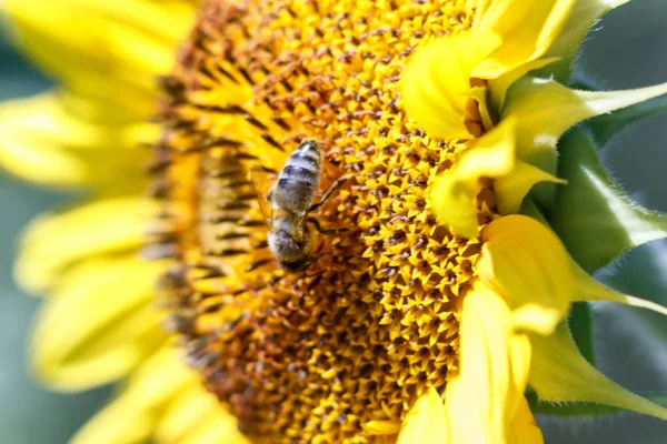 Bee collects nectar from a sunflower flower on orange blurred ba