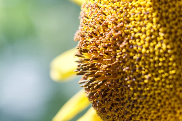 オレンジ背景にぼやけて、ウェブのバナーのひまわりの花 — ストック写真