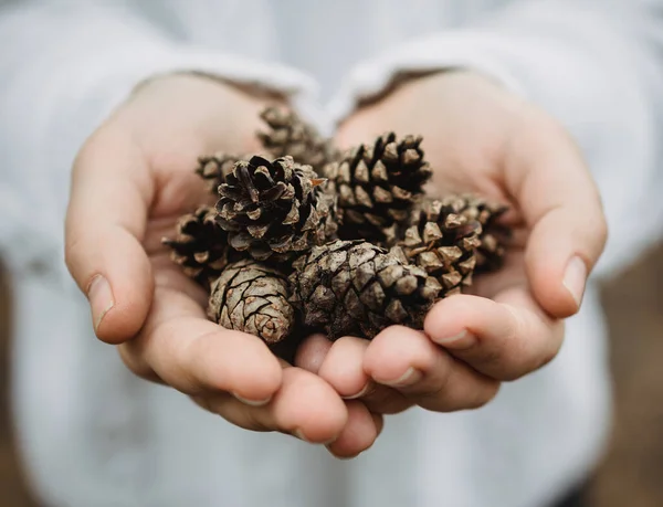 Fir cones in female hands. Top view, close-up, blur. Against the background of autumn yellow foliage — Stock Photo, Image