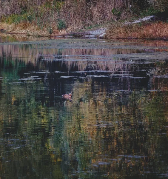 Landschap eenden zwemmen op herfst geel-oranje-rood bos meer — Stockfoto