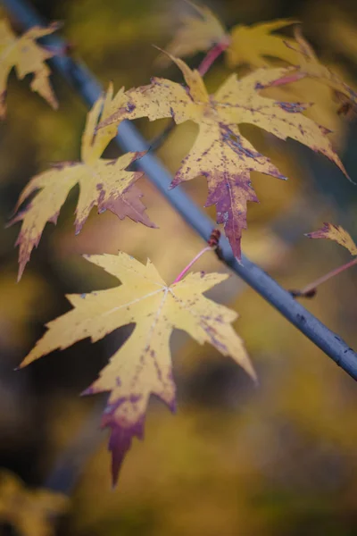 Autumn yellow-orange-red leaves and branches against the sky, blur. Close-up. Retro style — Stock Photo, Image