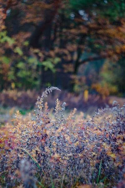 Az őszi sárga-vörös erdőben fekvő, lila virágokkal — Stock Fotó