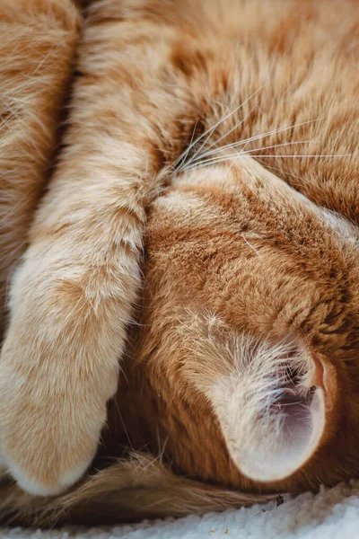 Krásná rudá kočka spí, zblízka. Koncept. zdravý poklidný spánek a život — Stock fotografie