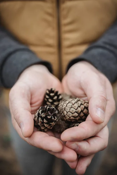 Fir cones in male hands. Top view, close-up, blur. Against the background of autumn yellow foliage — Stock Photo, Image