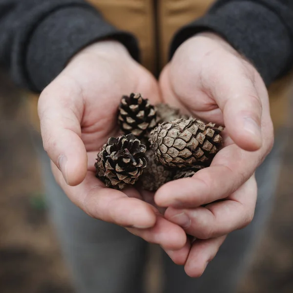 Fir cones in male hands. Top view, close-up, blur. Against the background of autumn yellow foliage — Stock Photo, Image