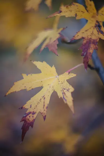 Herfst geel-oranje-rode bladeren en takken tegen de hemel, vervagen. Close-up. Retro stijl — Stockfoto
