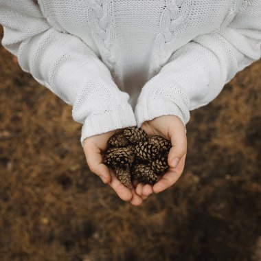 Köknar kozalakları dişilerin elinde. Üst manzara, yakın çekim, bulanıklık. Sonbahar sarı yapraklarının arka planında