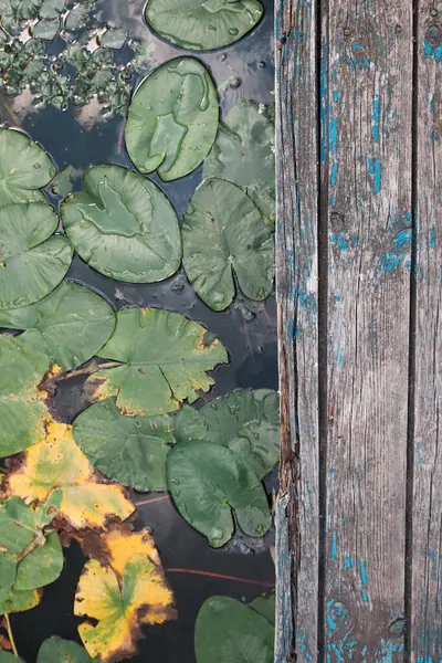 Wooden old pier and green-yellow leaves of water lilies on river water, top view, copy space — Stock Photo, Image