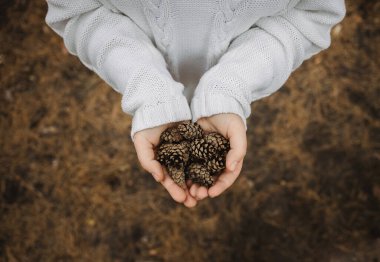 Köknar kozalakları dişilerin elinde. Üst manzara, yakın çekim, bulanıklık. Sonbahar sarı yapraklarının arka planında