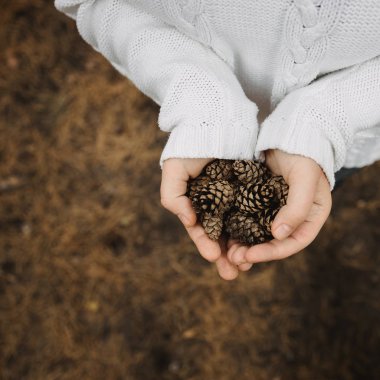 Köknar kozalakları dişilerin elinde. Üst manzara, yakın çekim, bulanıklık. Sonbahar sarı yapraklarının arka planında